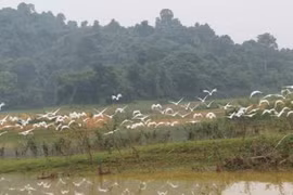 Thanh Hoa refuerza protección de población de aves en parque de Ben En