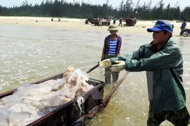 Thua Thien- Hue avanza en resarcimiento a afectados por incidente ambiental 