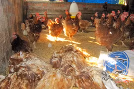 Vietnam producirá su propia vacuna contra la influenza aviar