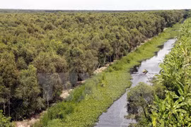 Vietnam promueve el desarrollo sostenible de los bosques