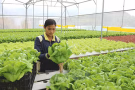 APEC 2017: Vietnam traza camino para desarrollo sostenible de agricultura de alta tecnología