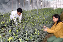 Japón apoya a la provincia vietnamita de Lam Dong en desarrollo agrícola