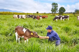 Vietnam y Australia fortalecen cooperación en ganadería 