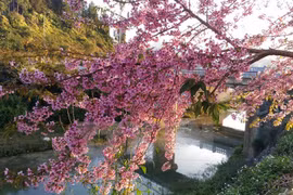 Da Lat celebrará primer festival de flor de cerezo