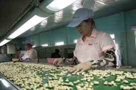 Sector de anacardo enfrenta dificultades por dependencia de importaciones 