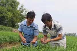  Banco Mundial despliega proyecto de asistencia a Vietnam en desarrollo rural
