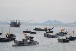 Desafíos y orientación de la conservación marina en Vietnam