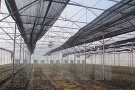 Vietnam busca reducir emisiones de gases de efecto de invernadero en agricultura 