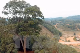 Reconocen a árbol patrimonial milenario en provincia norvietnamita 