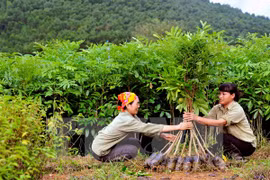Vietnam prevé ingresar fondo multimillonario por exportaciones de productos silvícolas 