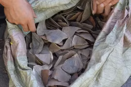 Decomisan lotes con escamas de pangolín en aeropuerto vietnamita
