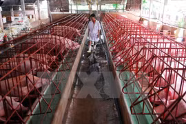Vietnam lidera en ASEAN la producción de piensos para ganadería 