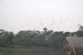 Islote de Cigüeñas, atracción turística en provincia centrovietnamita de Thanh Hoa 