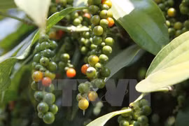 Vietnam es parte del comité ejecutivo de la Asociación de Café de Asia