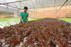 Japón estudia inversión en agricultura en provincia norvietnamita