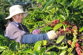 Exportación de café de Vietnam disminuyen un 23 por ciento en 10 meses de 2017
