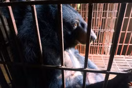 Vietnam traza planes para poner coto a extracción de bilis de oso