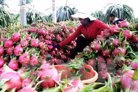  Vietnam busca exportar más verduras y frutas a China