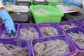 Exportaciones de camarón de Vietnam a UE crecen 7,5 por ciento