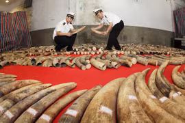 Policía de China confisca marfil contrabandeado a través de frontera con Vietnam