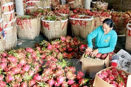  Australia autoriza la importación de pitahaya vietnamita 