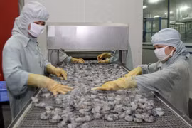 Asia será mercado emergente de consumo de camarones de Vietnam