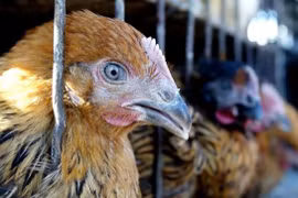 Vietnam extrema medidas contra la penetración de gripe aviar altamente patógena