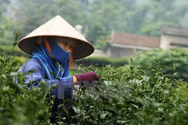 Invierten 10 millones de dólares en desarrollo de marca de té vietnamita