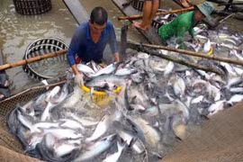 Vietnam ingresa más de dos mil millones de USD por venta de productos acuáticos