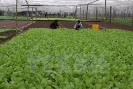 Ofrece Sudcorea asistencia al desarrollo agrícola orgánico en provincia vietnamita