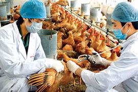 Reportan brote de gripe aviar H5N1 en Camboya