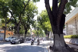 Hanoi prioriza la plantación de árboles 