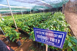 Ciudad Ho Chi Minh y Países Bajos impulsan cooperación en agricultura y tecnología