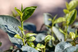 Industria vietnamita del té afronta obstáculos para establecer marca nacional 