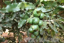 Quang Tri busca desarrollar el cultivo de macadamia