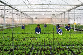 Ciudad centrovietnamita creará siete zonas agrícolas de alta tecnología