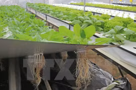 Empresa sudcoreana estudia invertir en agricultura en Vietnam