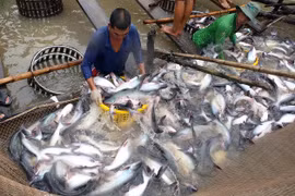 Expertos: Exportadores vietnamitas de pescado Tra deben mirar hacia mercado asiático