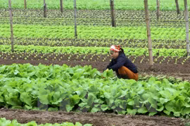 Países Bajos estudia desarrollo de centro de semillero en provincia vietnamita