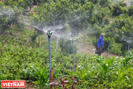 Granja de verduras limpias Hoa Vien 