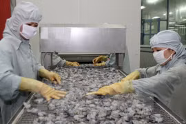 Australia alivia medida de suspensión de importaciones de camarón de Vietnam