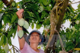 Mangos de provincia norvietnamita conquistarán mercado australiano