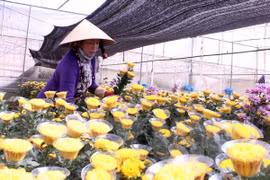 Da Lat establecerá centro comercial de flores