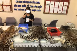 Detectan tráfico de colmillos de elefantes en Ciudad Ho Chi Minh