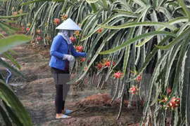 Vietnam exportará gran volumen de pitahayas de pulpa roja a Japón