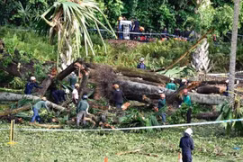 Un muerto y cuatro heridos tras caída de árbol gigante en Singapur