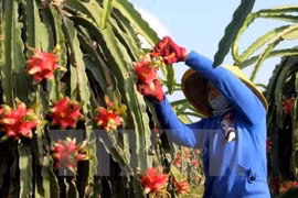 Ciudad vietnamita coopera con Japón en desarrollo de granja modelo