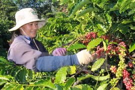 Sector cafetero vietnamita busca crecerse ante dificultades