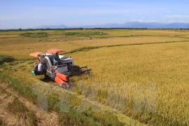 Exportaciones de arroz en Delta del río Mekong se recuperan