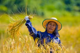 Tailandia venderá todo el arroz de su reserva en 2017